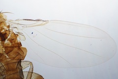 Phoridae