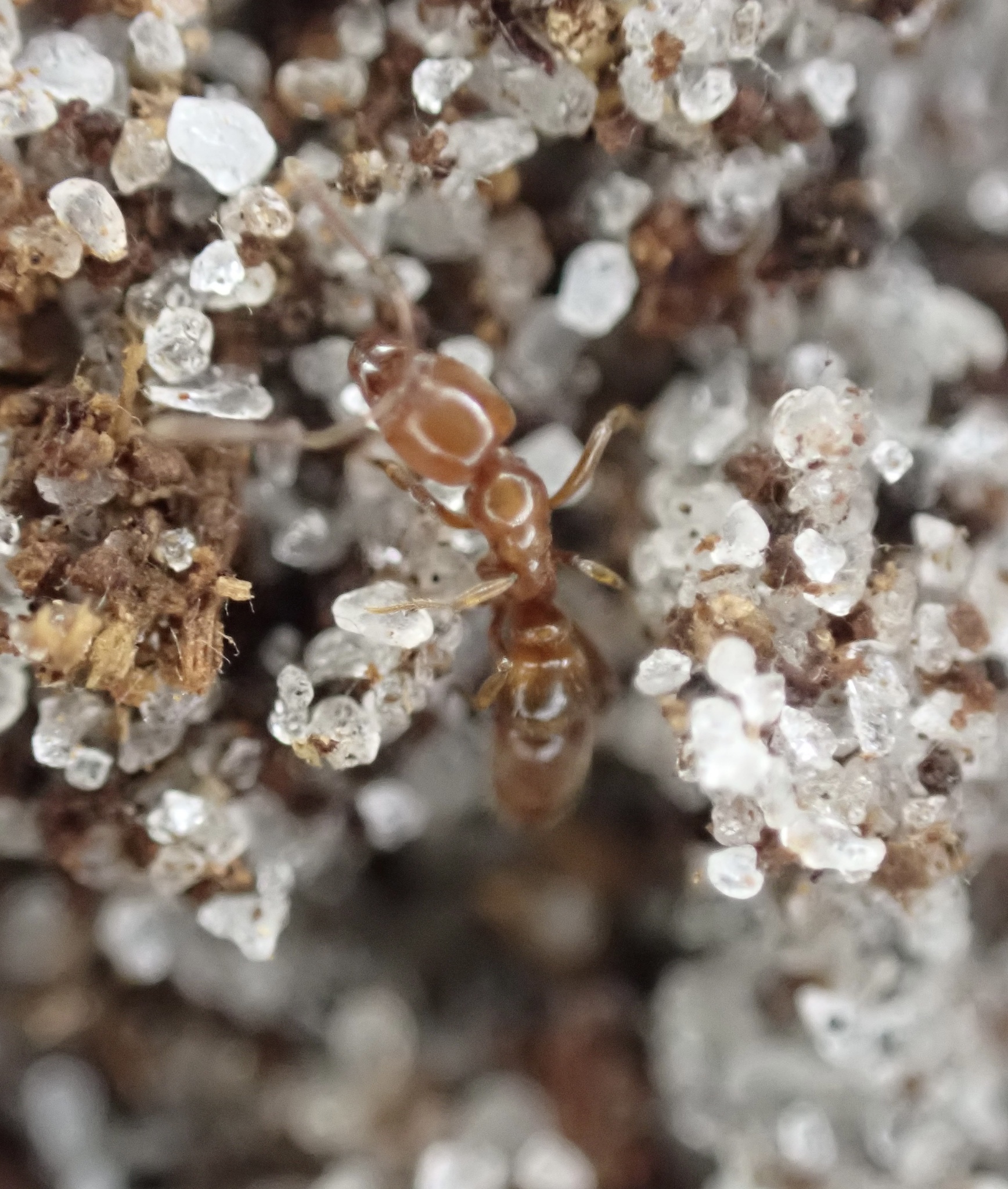 Hypoponera inexorata