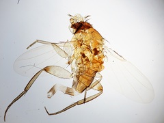 Phoridae