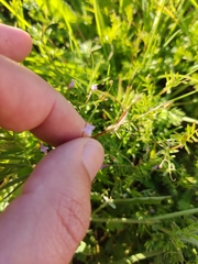 Vicia parviflora