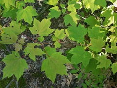 Acer rubrum