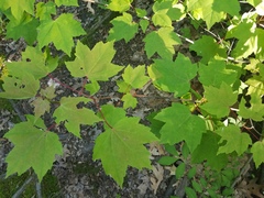 Acer rubrum