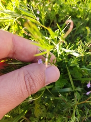 Vicia parviflora