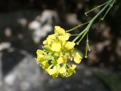 Rhamphospermum nigrum