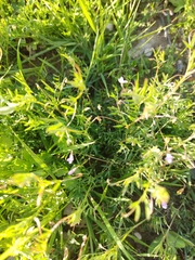 Vicia parviflora