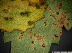 Puccinia plagianthi