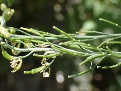 Rhamphospermum nigrum