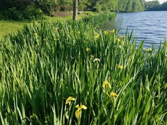 Iris pseudacorus