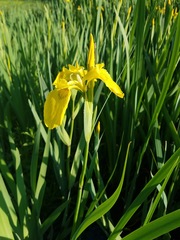 Iris pseudacorus