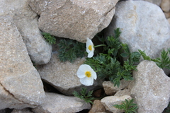 Ranunculus seguieri seguieri