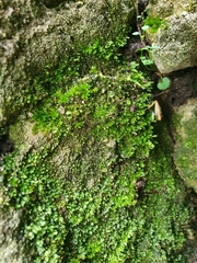 Fissidens
