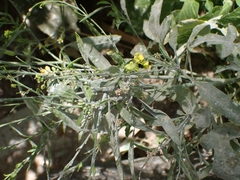 Rhamphospermum nigrum