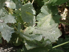 Rhamphospermum nigrum