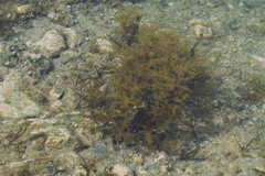 Sargassum confusum