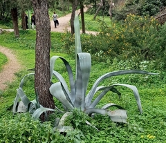 Agave americana
