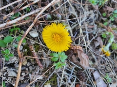 Tussilago