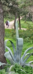 Agave americana