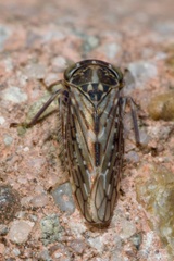 Stenidiocerus poecilus