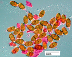 Puccinia plagianthi
