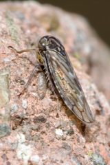 Stenidiocerus poecilus