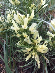 Astragalus pectinatus