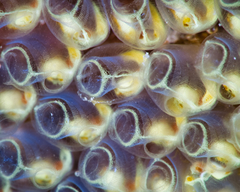Clavelinidae