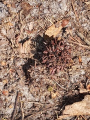 Liquidambar styraciflua image