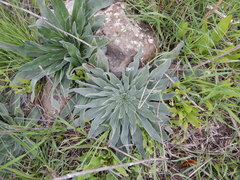 Echium glomeratum