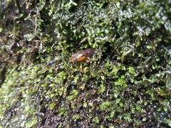 Desmognathus imitator