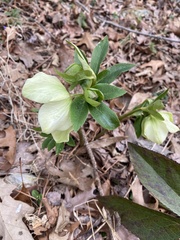 Helleborus viridis