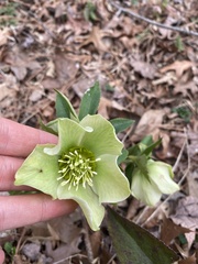 Helleborus viridis
