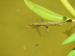 Cnesterodon decemmaculatus