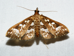 Ischnurges illustralis