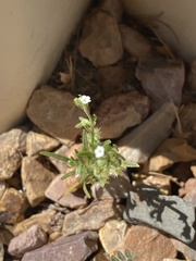 Pectocarya recurvata