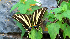 Papilio pilumnus