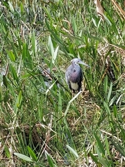 Egretta tricolor image