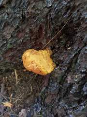 Buchwaldoboletus lignicola