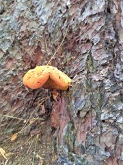 Buchwaldoboletus lignicola
