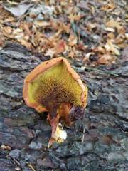 Buchwaldoboletus lignicola