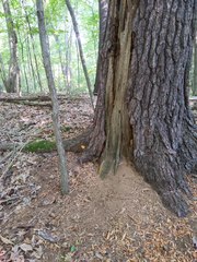 Buchwaldoboletus lignicola