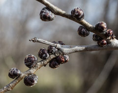 Ulmus minor