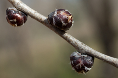 Ulmus minor