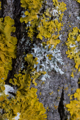Physcia adscendens