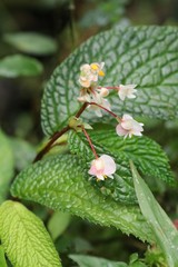 Begonia buddleiifolia