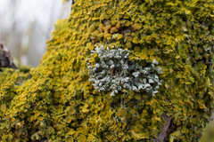 Physcia adscendens