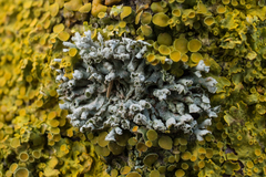 Physcia adscendens