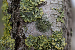 Phaeophyscia orbicularis