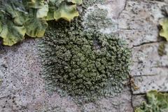 Phaeophyscia orbicularis