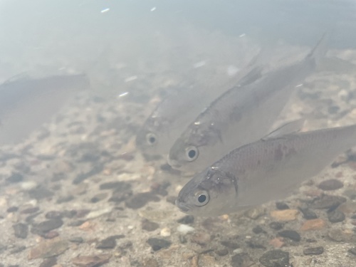 Australian river gizzard shad (Nematalosa erebi) — Clupeidae — 5