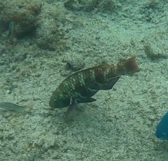 Scarus fuscopurpureus